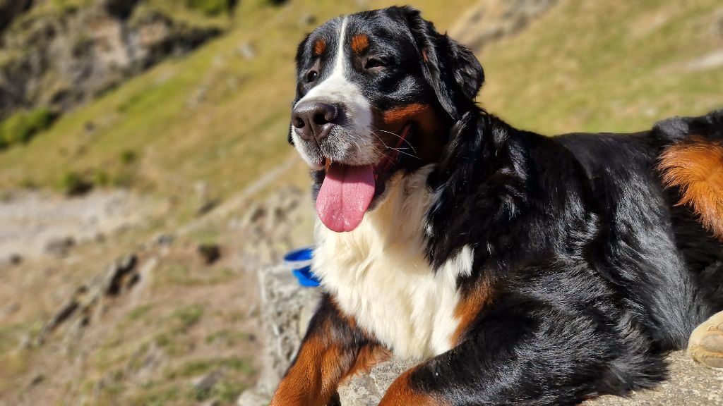 Tara de la chaîne des pyrénées