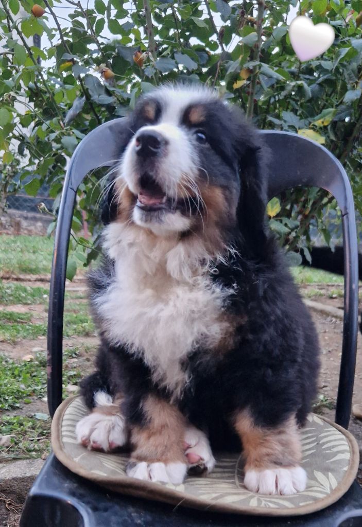 de la chaîne des pyrénées - Chiot disponible  - Bouvier Bernois