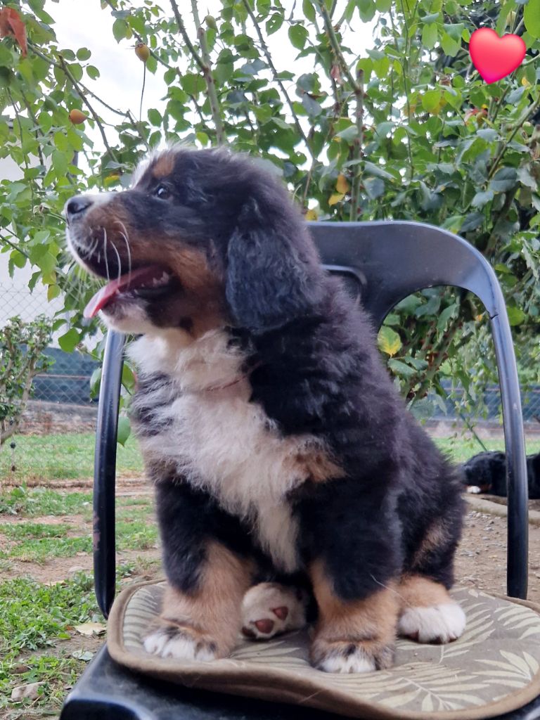 de la chaîne des pyrénées - Chiot disponible  - Bouvier Bernois