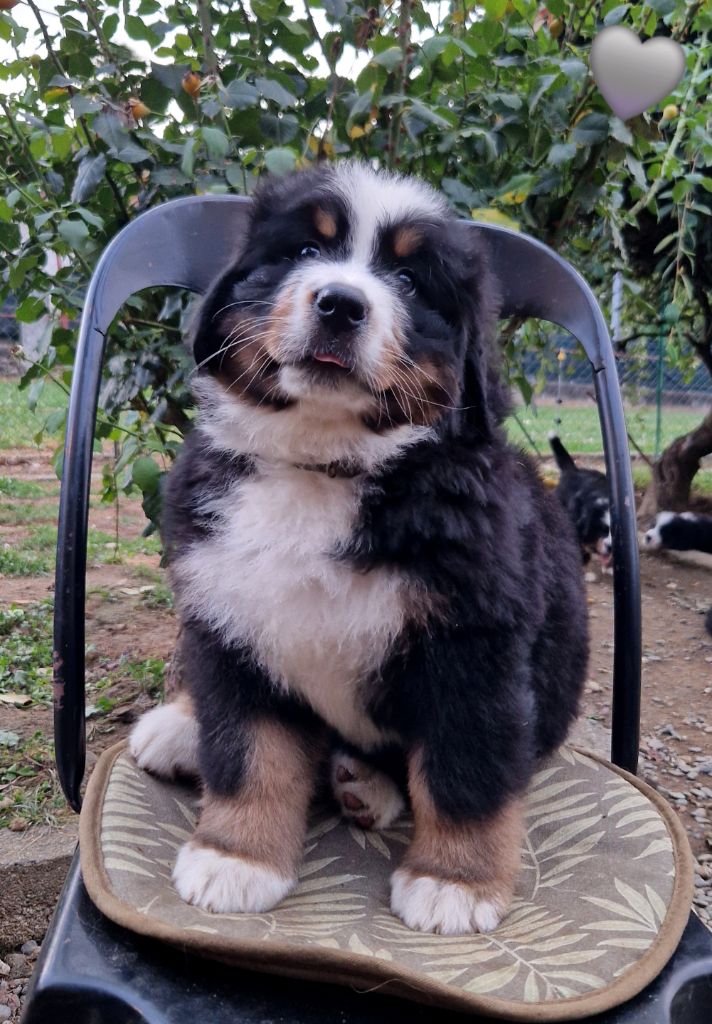 de la chaîne des pyrénées - Chiot disponible  - Bouvier Bernois