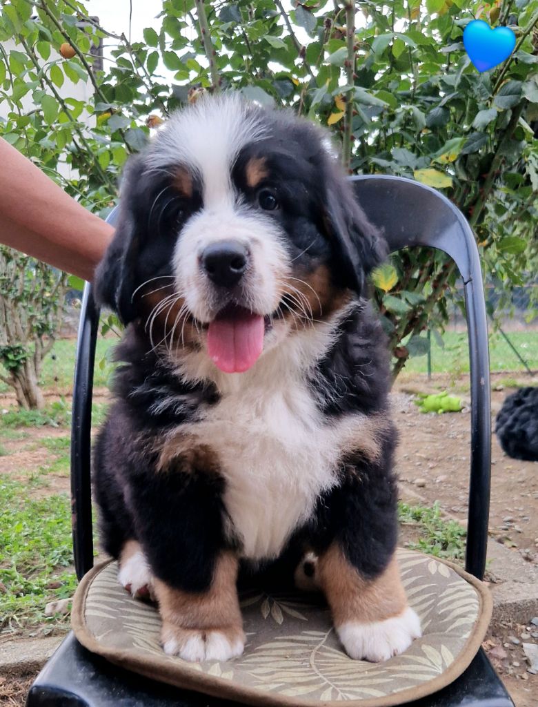 de la chaîne des pyrénées - Chiot disponible  - Bouvier Bernois