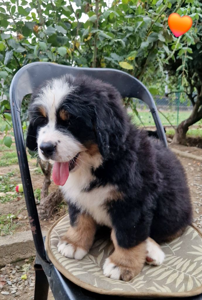 de la chaîne des pyrénées - Chiot disponible  - Bouvier Bernois