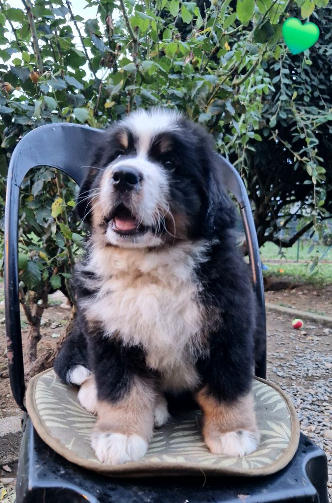 de la chaîne des pyrénées - Chiot disponible  - Bouvier Bernois