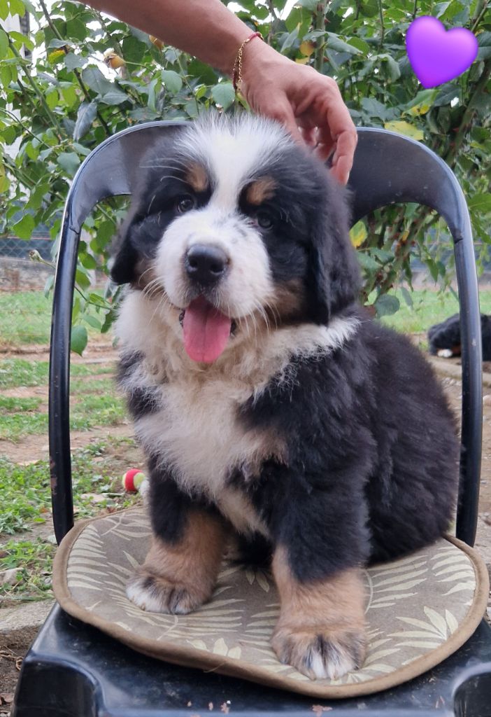 de la chaîne des pyrénées - Chiot disponible  - Bouvier Bernois