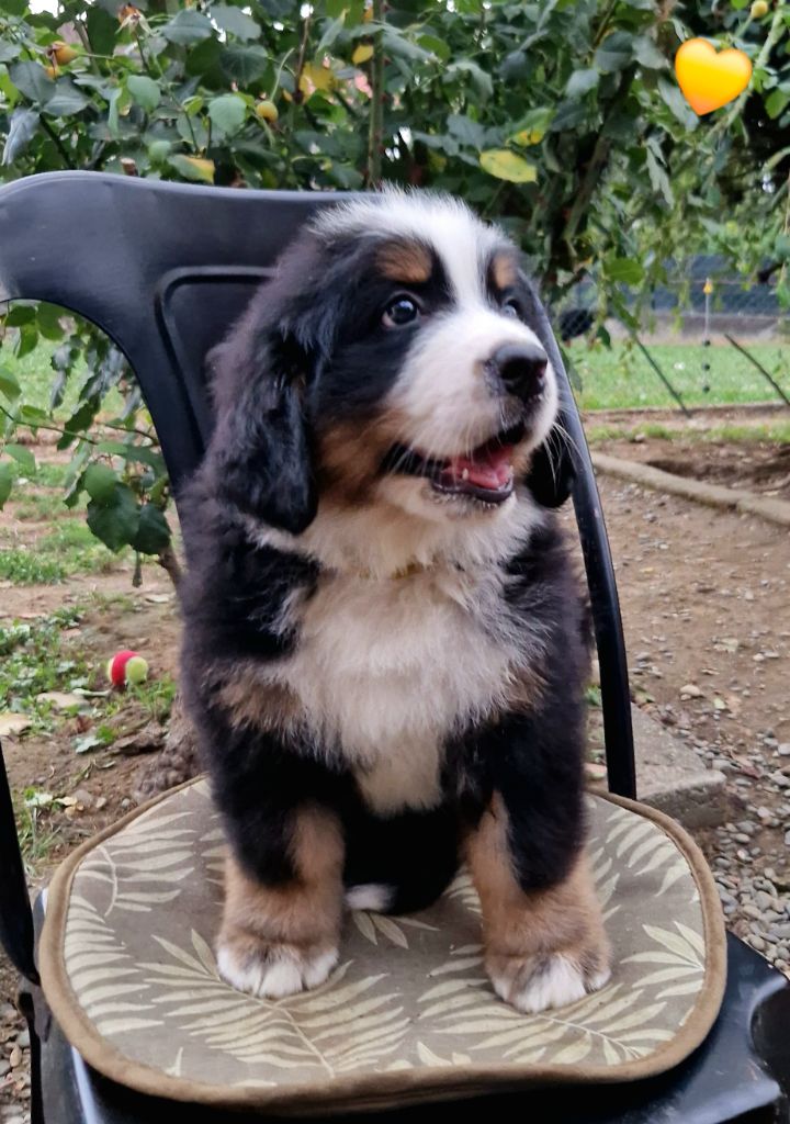 de la chaîne des pyrénées - Chiot disponible  - Bouvier Bernois