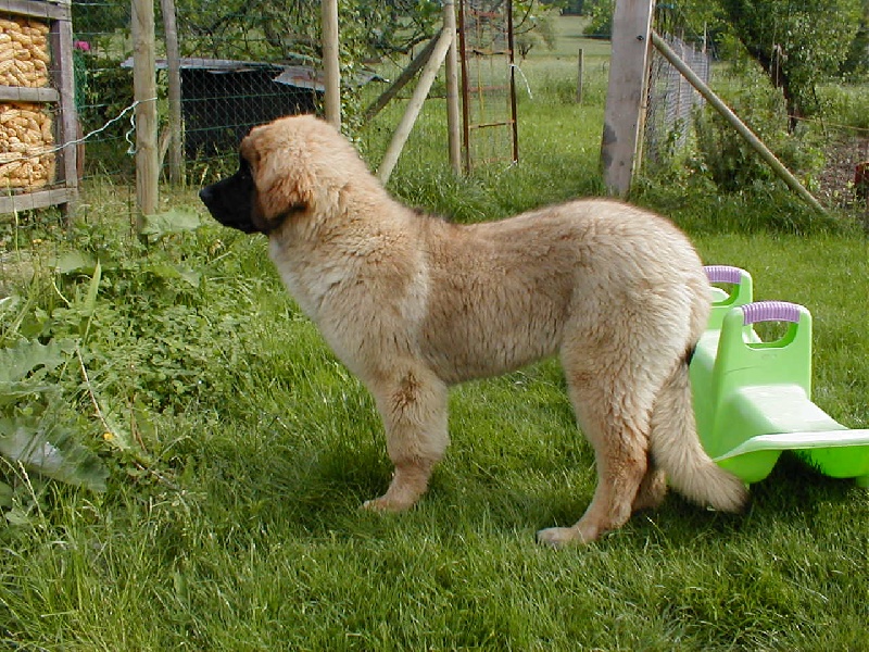 Bouba De L'Ambre Des Pierrières