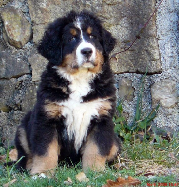 C.zack de la chaîne des pyrénées