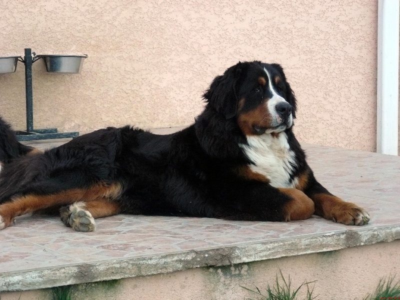 Candy de la chaîne des pyrénées