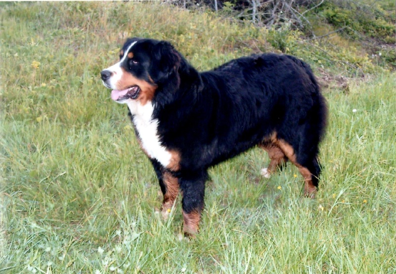 Friska de la chaîne des pyrénées