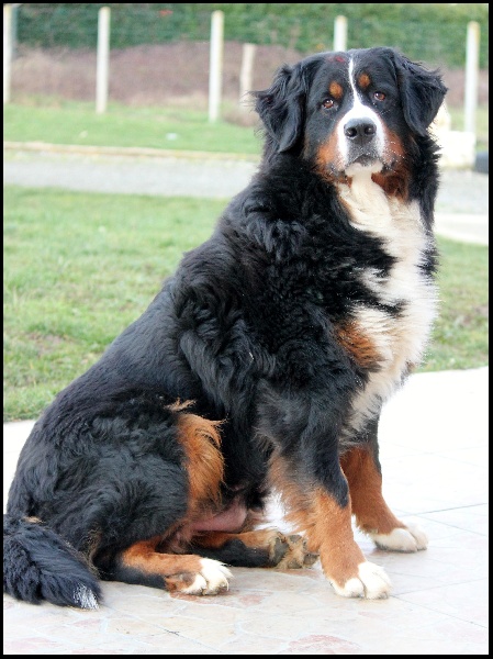 Dodge del huracàn blanco