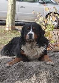 Coby dit chamalow de la chaîne des pyrénées
