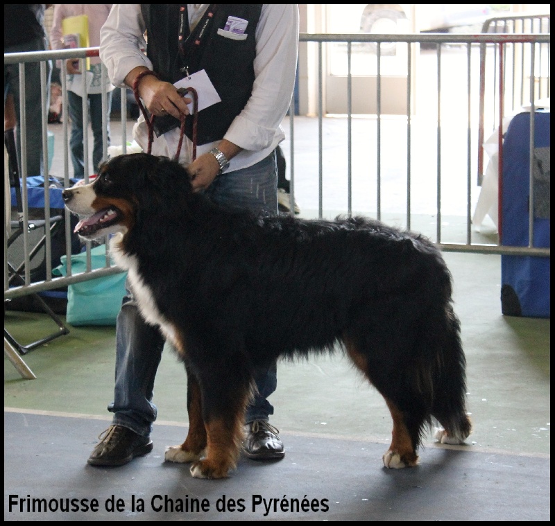 Frimousse de la chaîne des pyrénées
