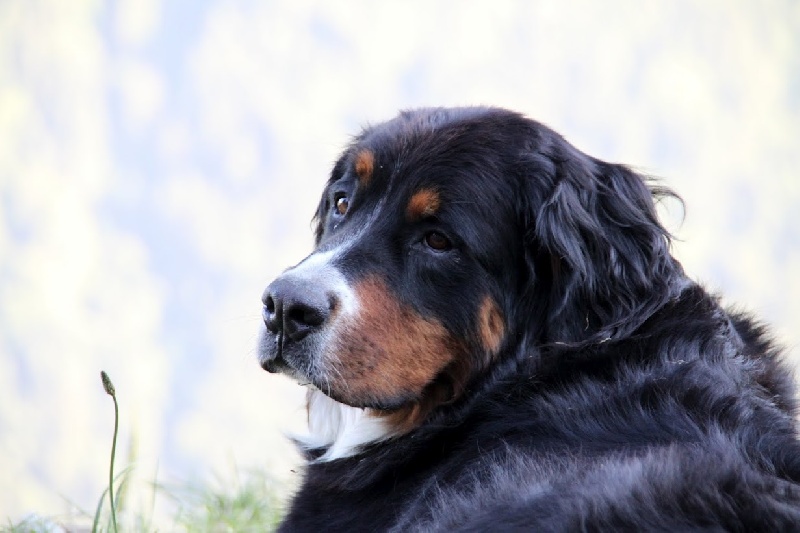 Curlie de la chaîne des pyrénées