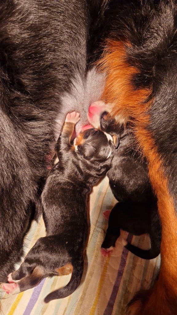 de la chaîne des pyrénées - Les bébés de Oranne sont nés!