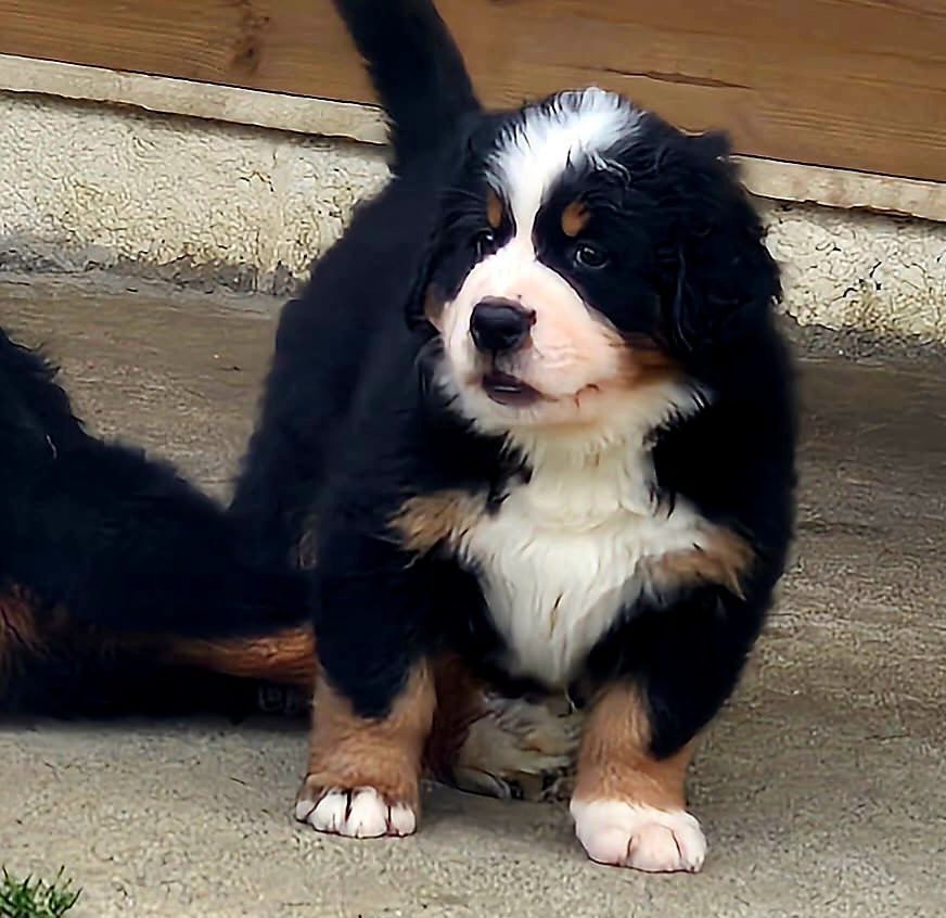 de la chaîne des pyrénées - Chiots disponibles - Bouvier Bernois