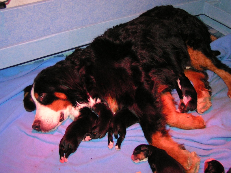 Chiot Bouvier Bernois de la chaîne des pyrénées
